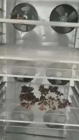 China High Quality Fruit Apple Beef Blueberry Bamboo Coconut Cashew Chili Pepper Dates Dog Feed Fish Fig Ginger Garlic Banana Agriculture Food Drying Machine 